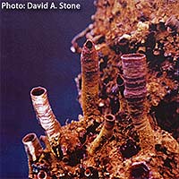 These may look like the tubes found by deep-sea hydrothermal vents, but these one-inch-tall iron oxide tubes were grown in the laboratory.
<P>
Image copyright: David A. Stone, University of Arizona