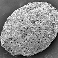 <p>
	Scanning electron microscopy images reveal an microscopic, oval-shaped shell with tapered ends, from which an organism’s feet may have extended. The surface of the shell are made up of tiny bits of silica, aluminum and potassium, which the organism likely collected from the environment and glued to form armor.</p>
<p>
	Image: Tanja Bosak</p>
