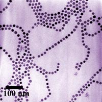 Colorized transmission electron micrograph showing chains of cobalt nanoparticles.<br/>
<br/>
Image credit: G. Cheng, A.R. Hight Walker/NIST