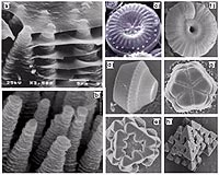 Complex nanostructed crystals have been prepared showing striking similarities with those observed in biominerals. (a) is nacre in red-abalone. (b) is synthetic ZnO crystals. (c) is a diatom. (d) to (h) are different types of synthetic silica crystals. The morphology depends on the growth conditions and can be controlled. 
<P>
Image courtesy: Sandia
<P>
<A HREF='http://www.sandia.gov/news-center/news-releases/2003/images/jpg/nanocrystals.jpg' TARGET='_blank'>Click here for a high-res version of this image.</A>
