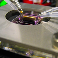 <p>
	Zinc oxide nanostructures are directly synthesized in parallel microfluidic channels (held by the metal frame) by flowing reactants through the tubing. The microfluidic structure not only creates the device, but also becomes the final packaged functional LED device itself.</p>
<p>
	Photo: Jaebum Joo</p>
