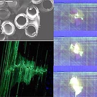 Hollow fibres just 30 micrometres in diameter tread the new material. When damage occurs, the fibres break releasing liquids that seep into the cracks and harden, repairing the damage.<br/>
<br/>
Credits: ESA