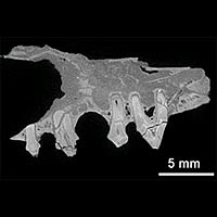 Image obtained by the new microscope of viverravus acutus, a small meat-eating mammal that lived around 50 million years ago.<br/>
<br/>
Photo Courtesy: EPSRC